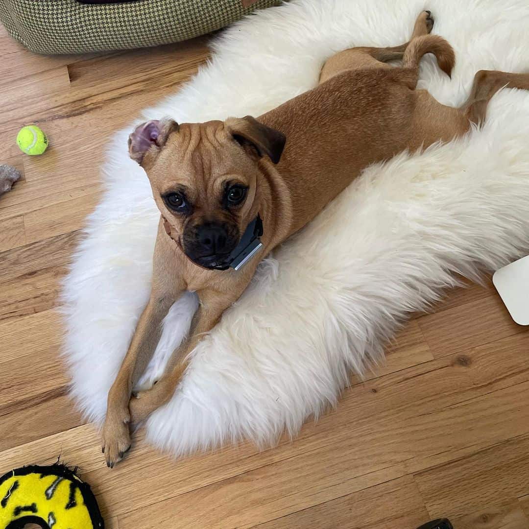 Chug is lying on a white mat