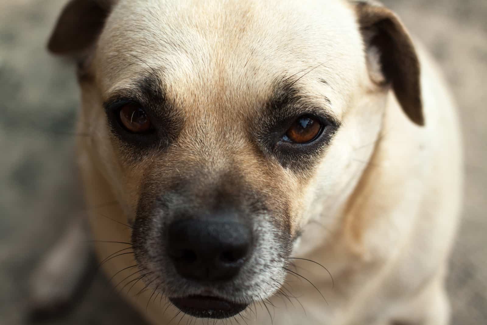 Close-up eyes of Daug dog