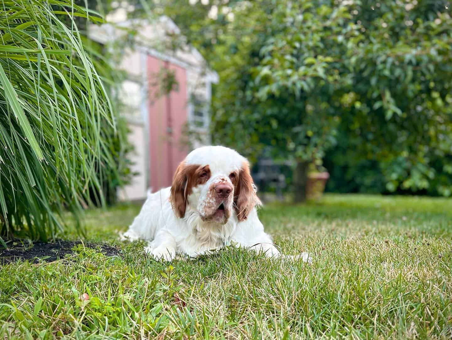 Clumber Spaniel in yard