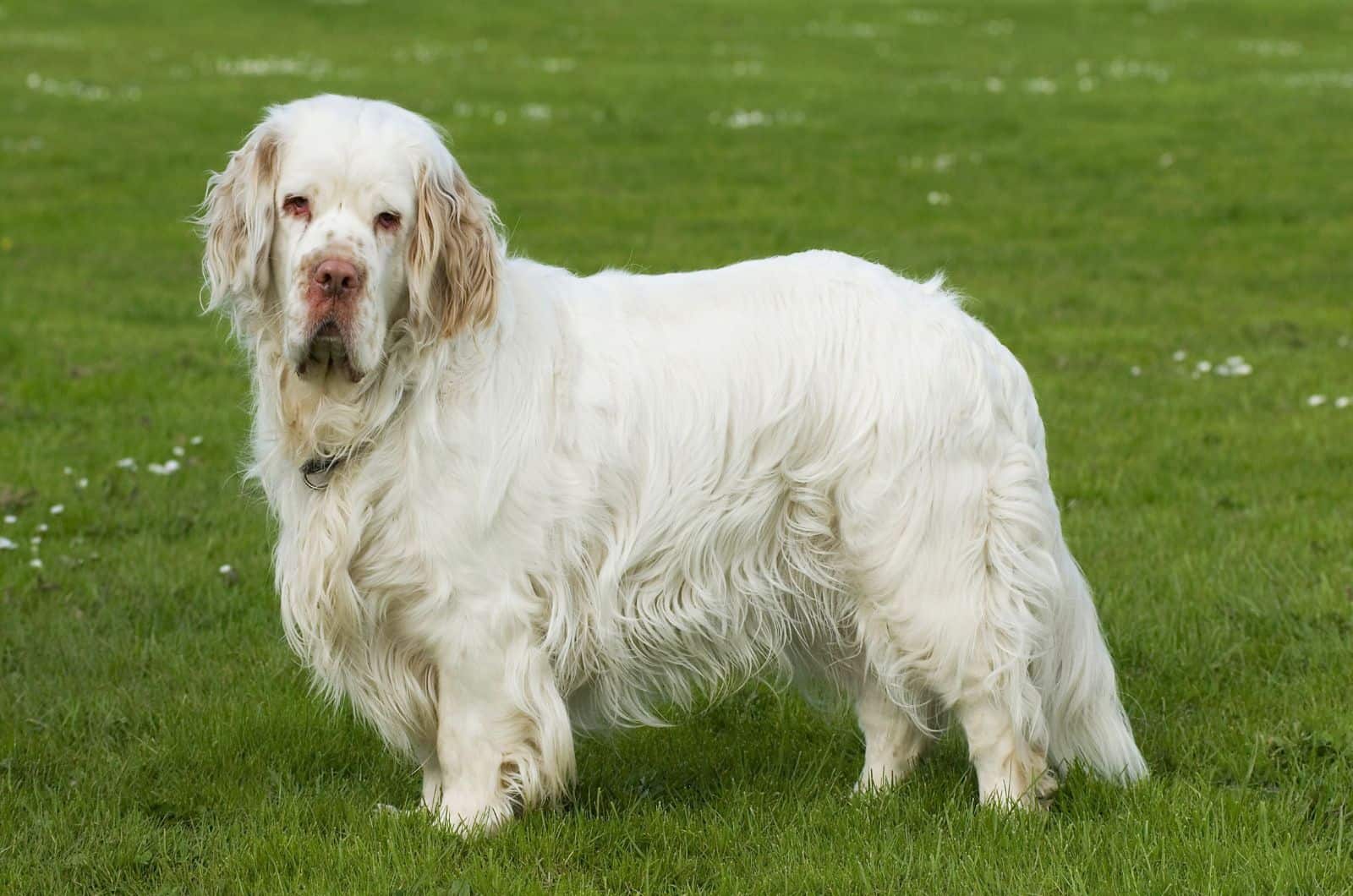 Clumber spaniel in a meadow