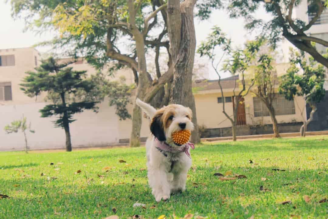 Cock-A-Tzu carrying a ball