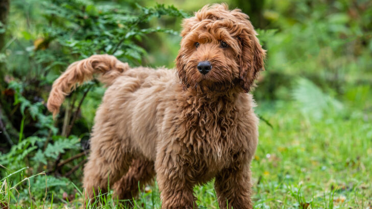 Cockapoo Colors: How Many Adorable Variations Are There?