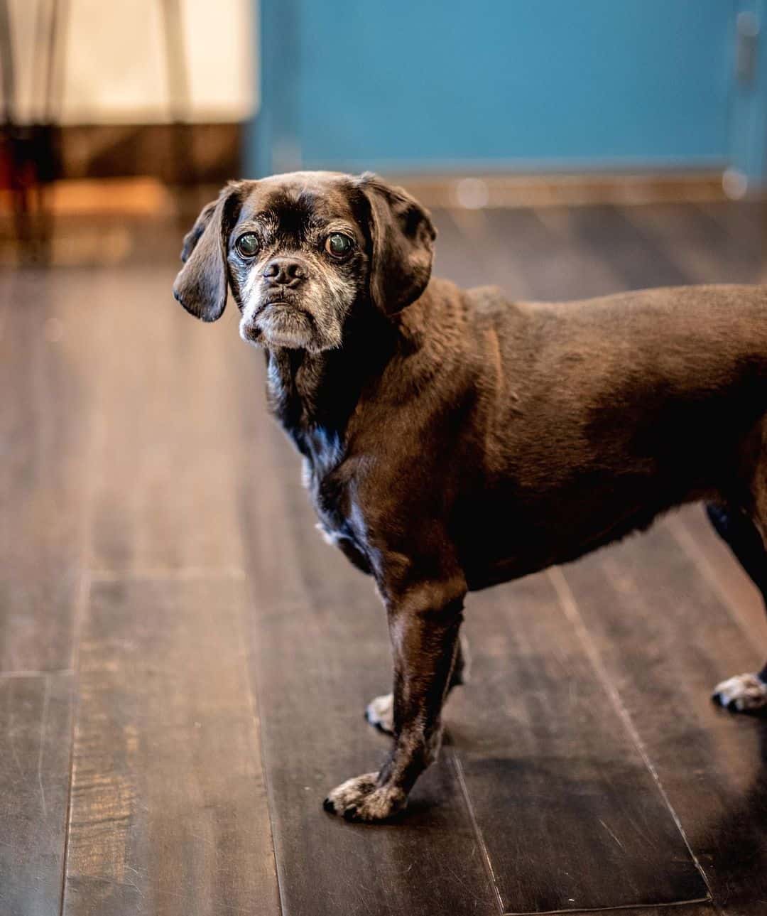 Cocker Pug stands and looks ahead