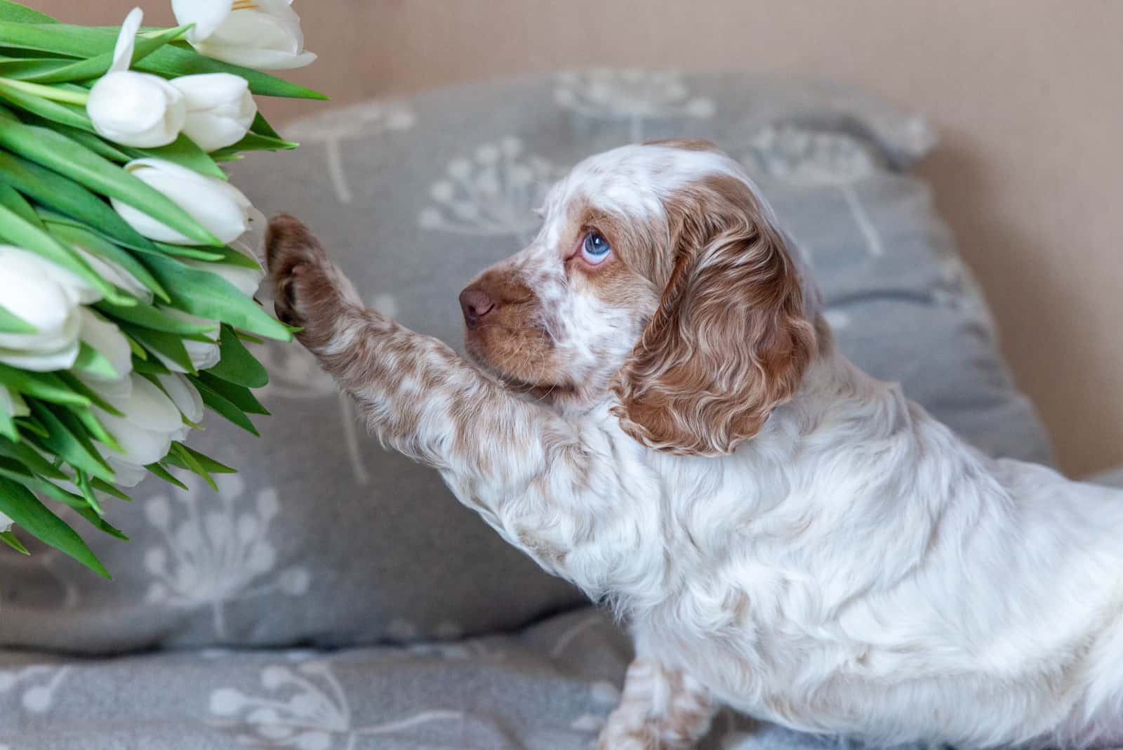 Cocker Spaniel with blue eyes