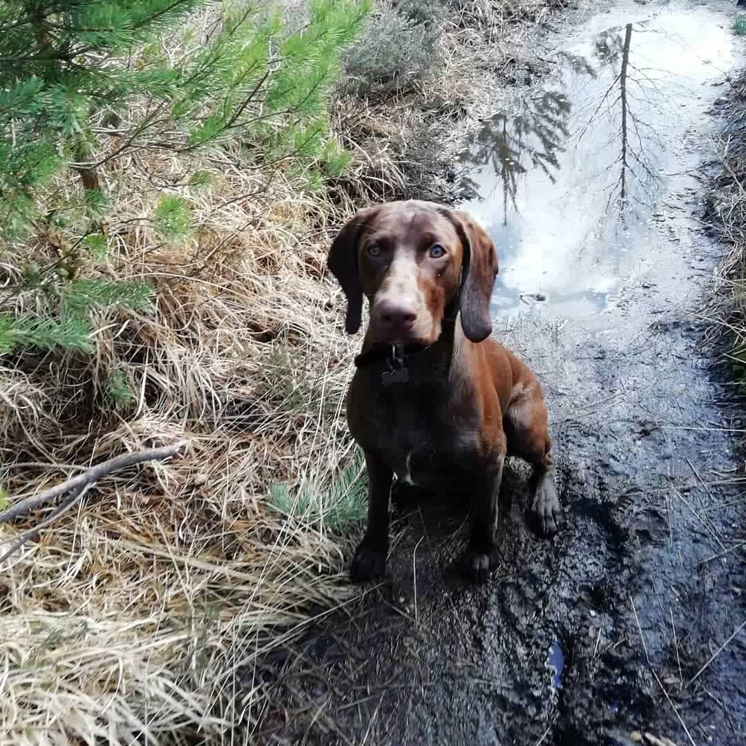 Cocker Weim dog sits in the mud in nature