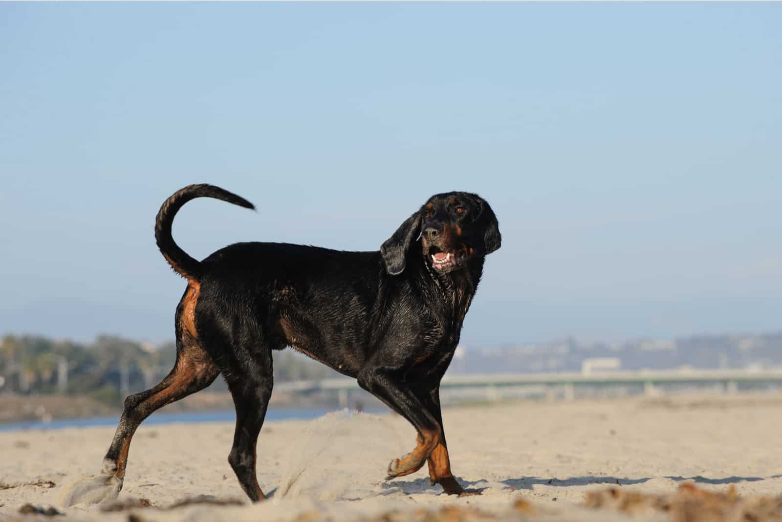 Coonhound dog on the beach