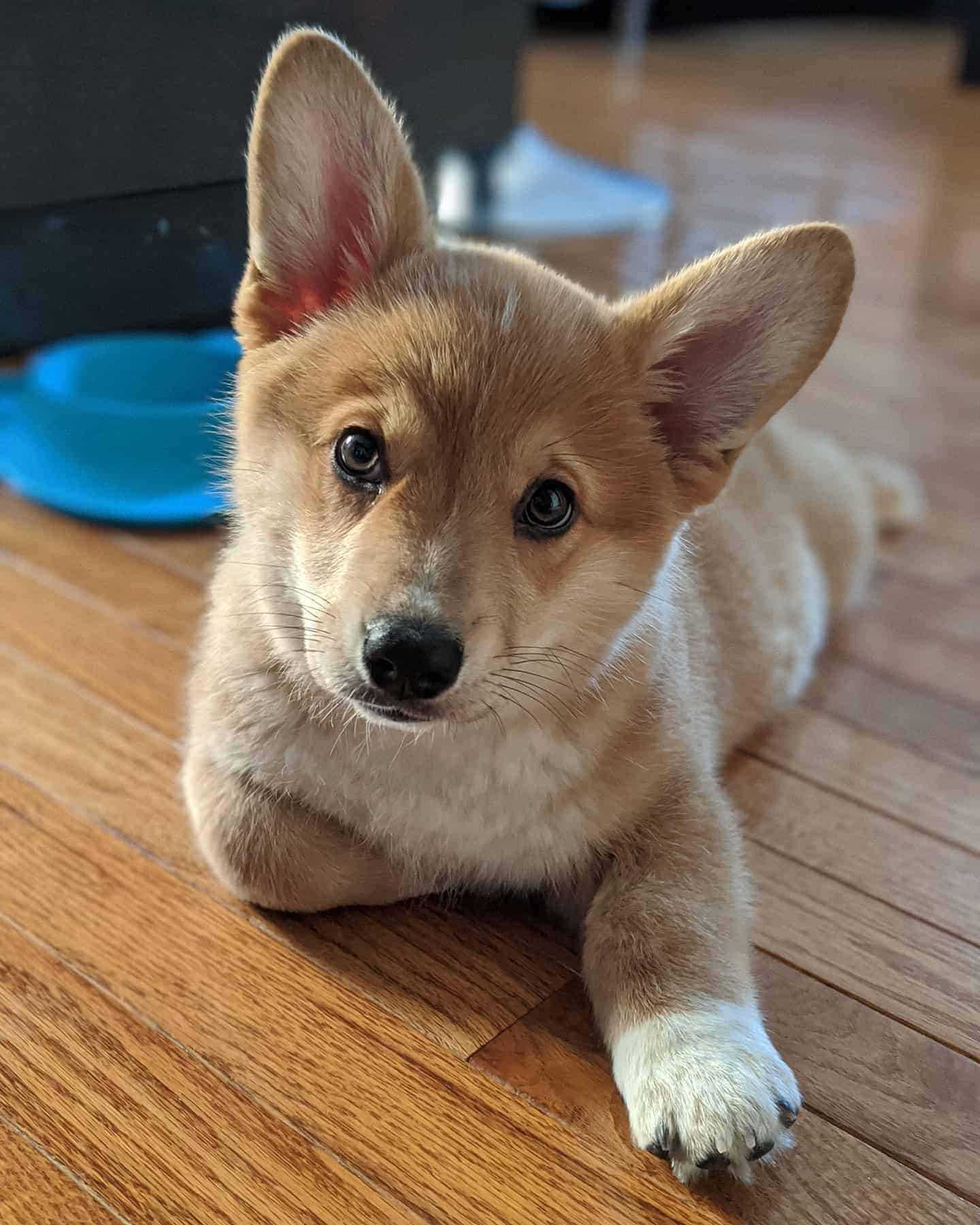 Corgi Inu dog