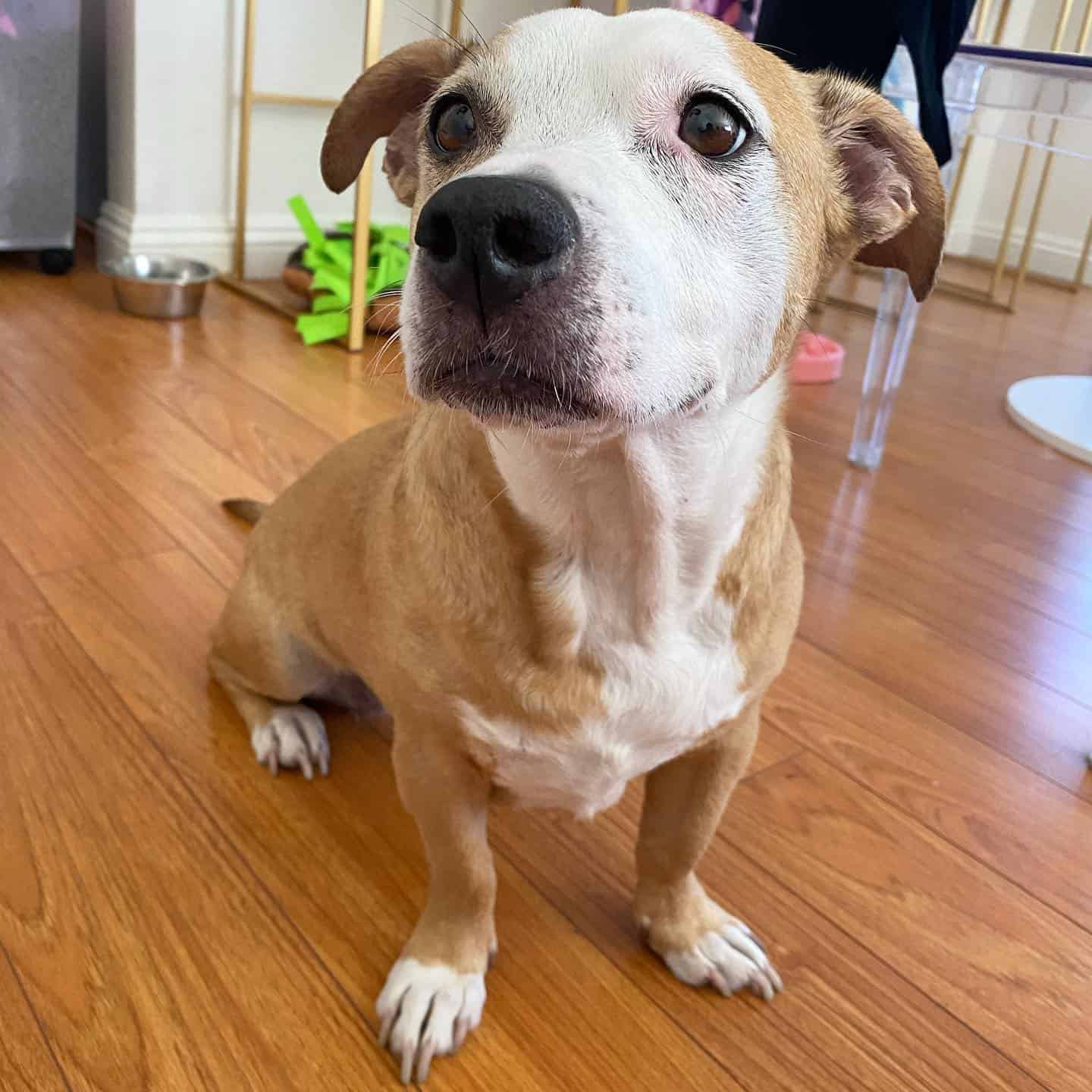 Corgi Pit dog on the floor