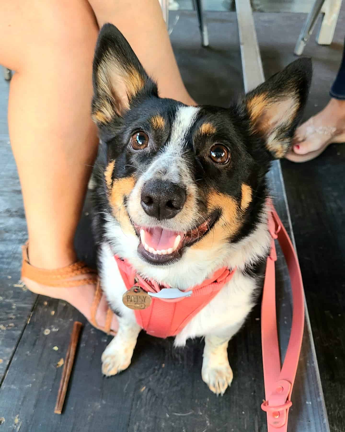 Corgi and Blue Heeler mix dog