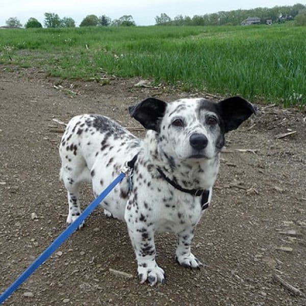 Corgi and Dalmatian mix dog