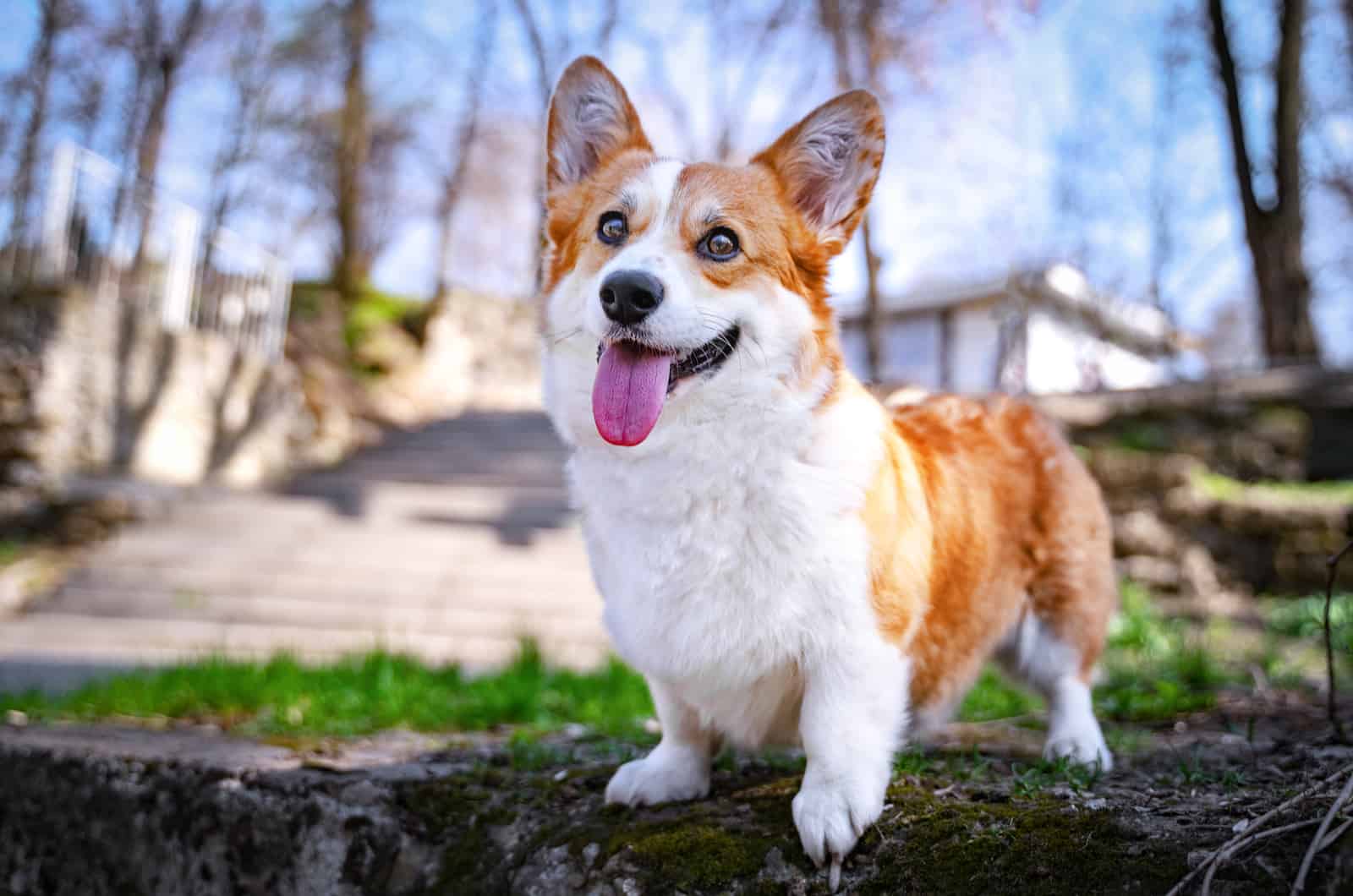 Corgi stands with tongue out