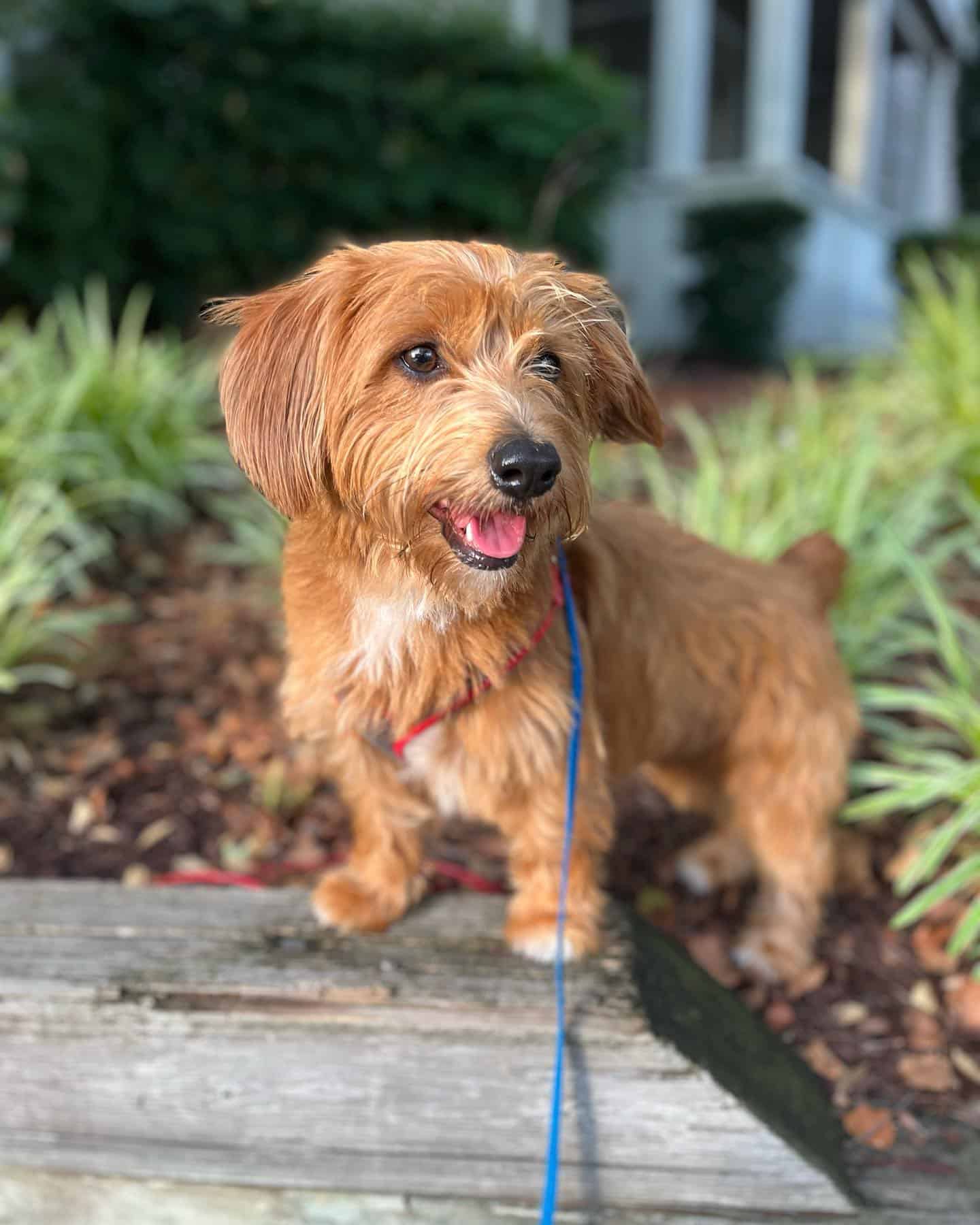 Corgipoo in the garden