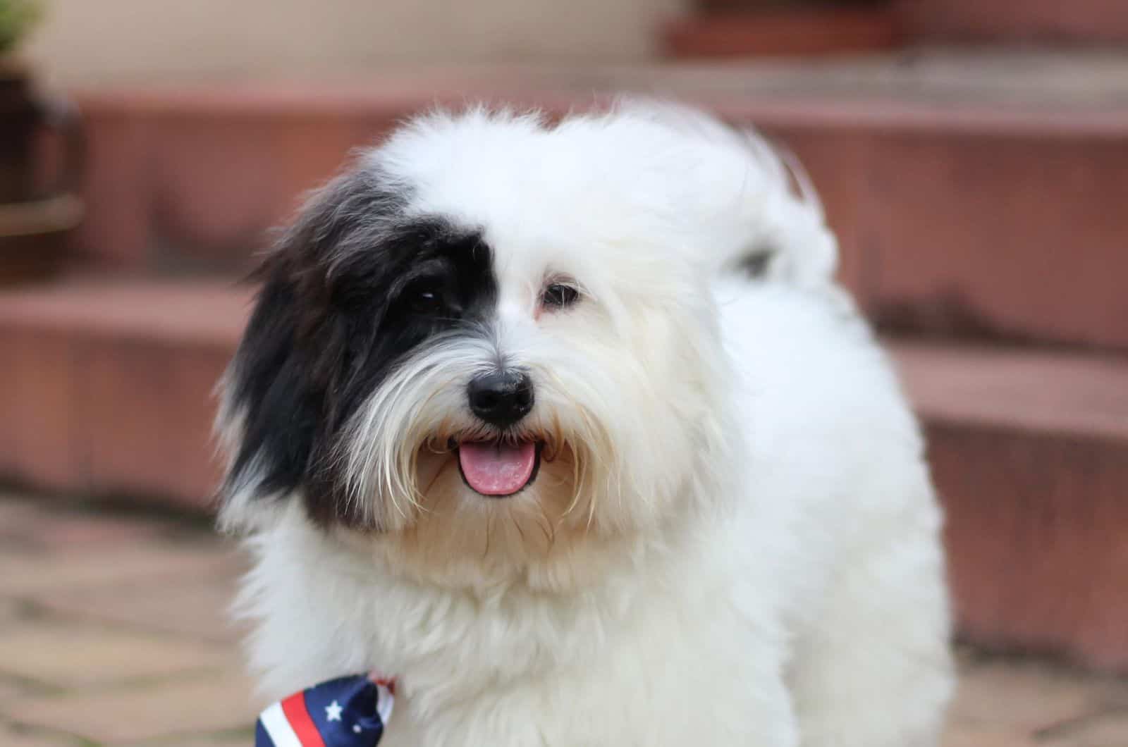 Coton De Tulear