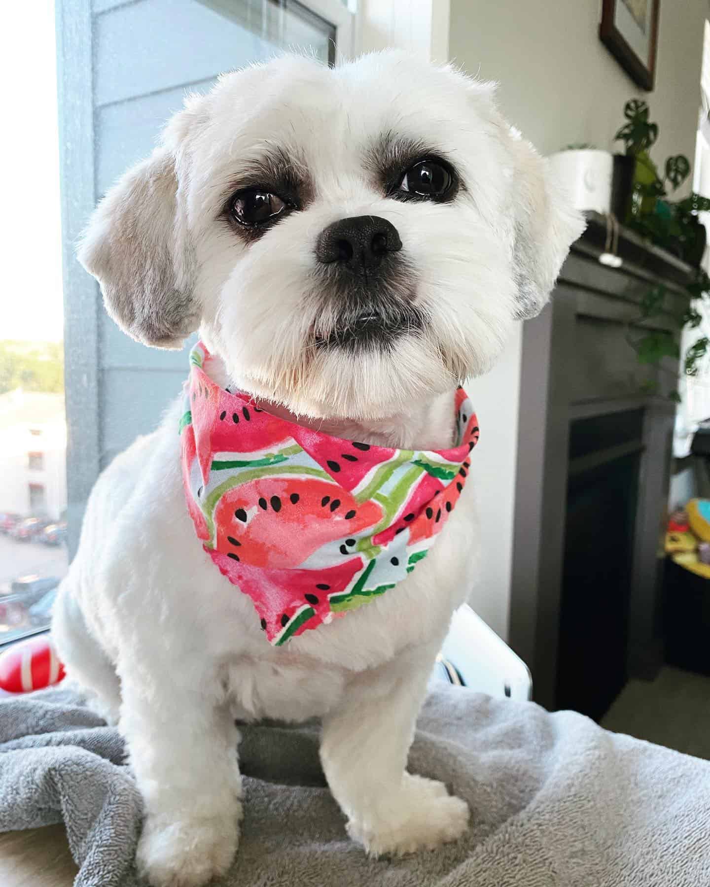 Coton Tzu dog on the couch standing