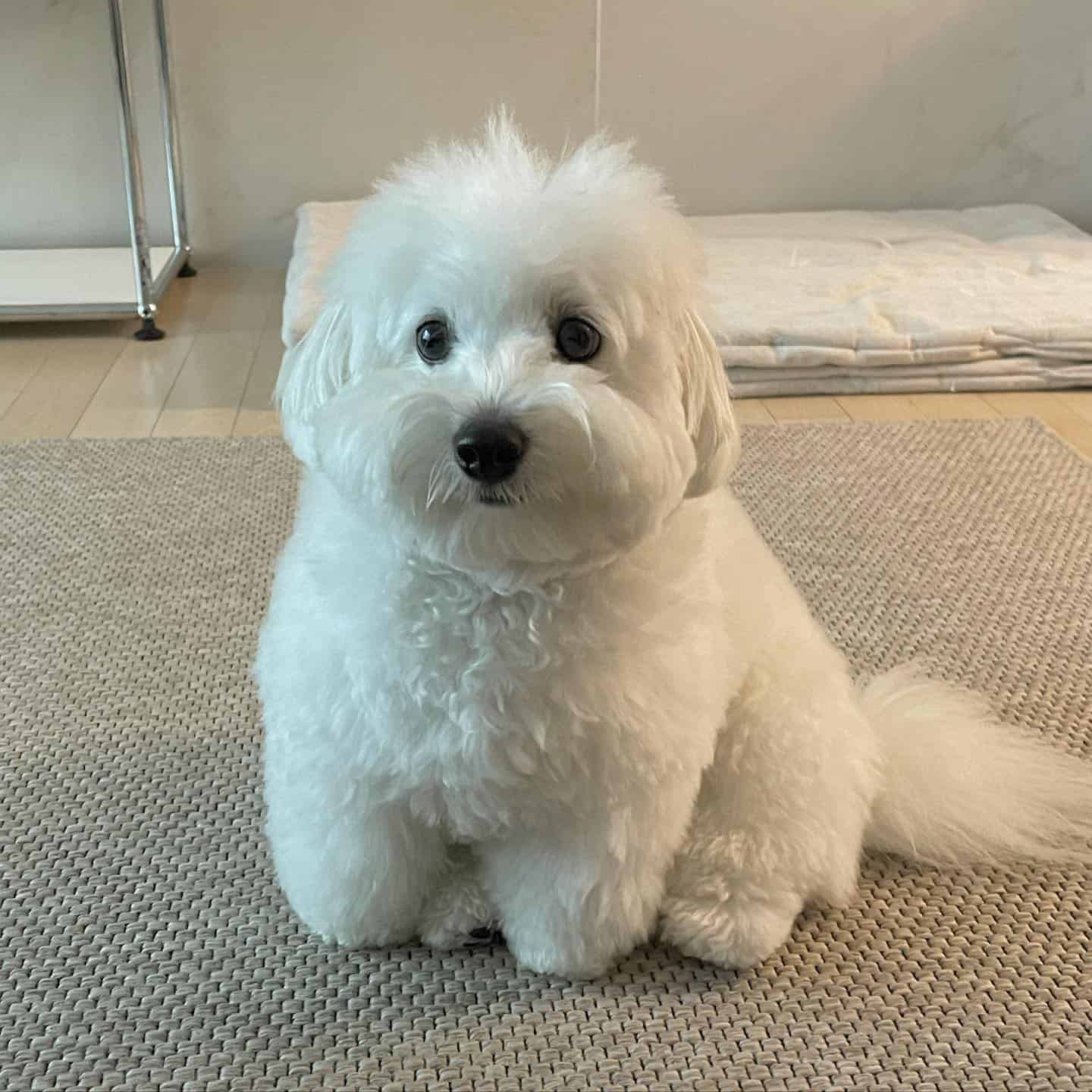 Coton de Tulear dog sitting on the floor