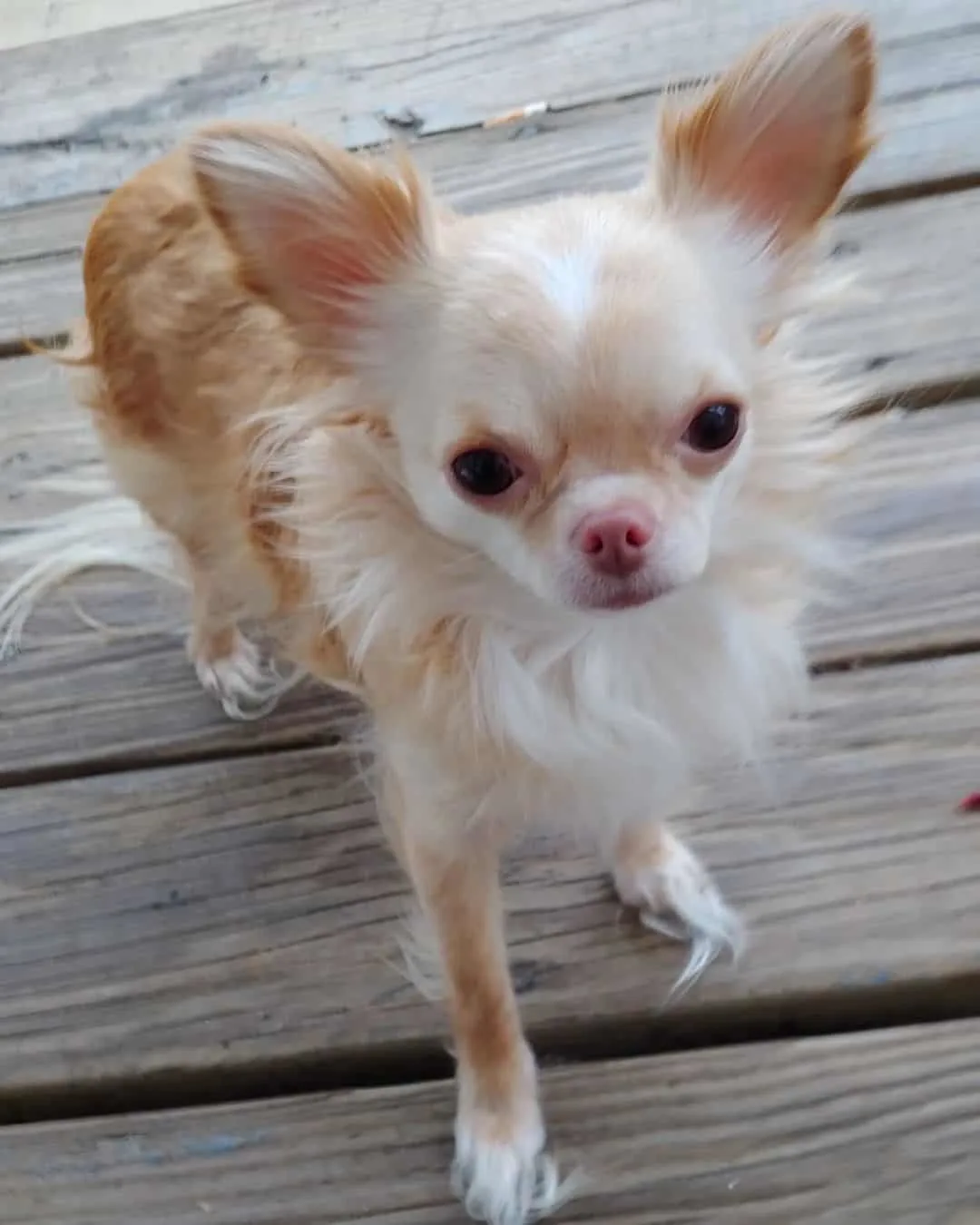 Cream Chihuahua stands on the pier