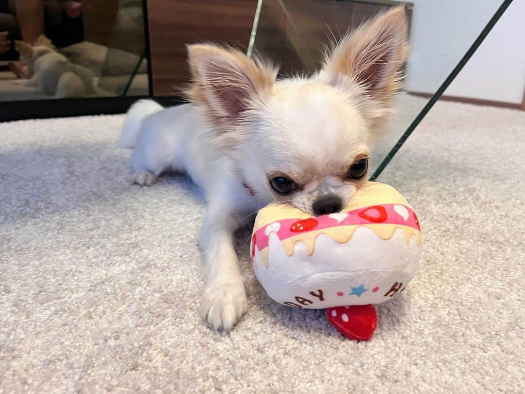 Cream White Chihuahua is playing with a ball