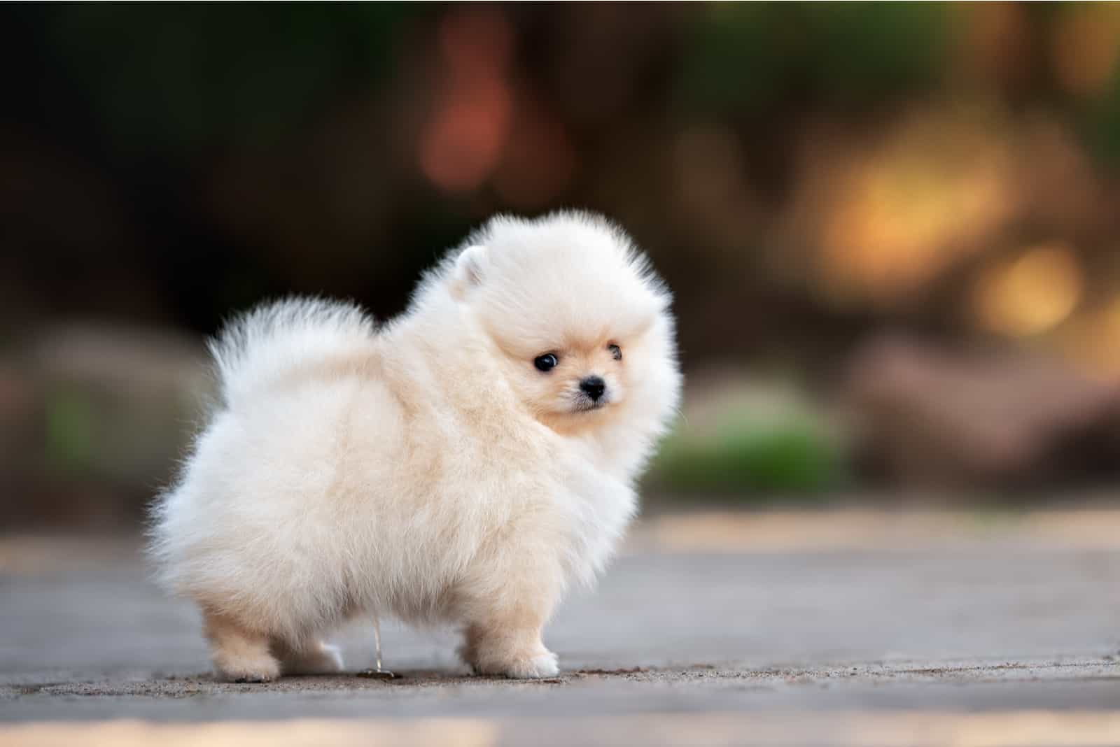 Cream pomeranian 