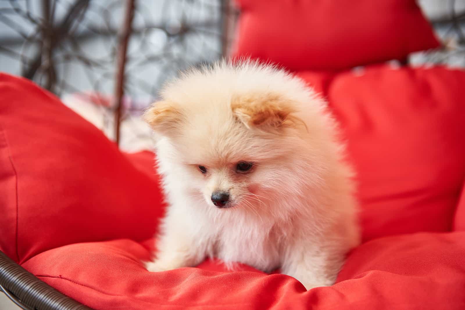 Cream pomeranian