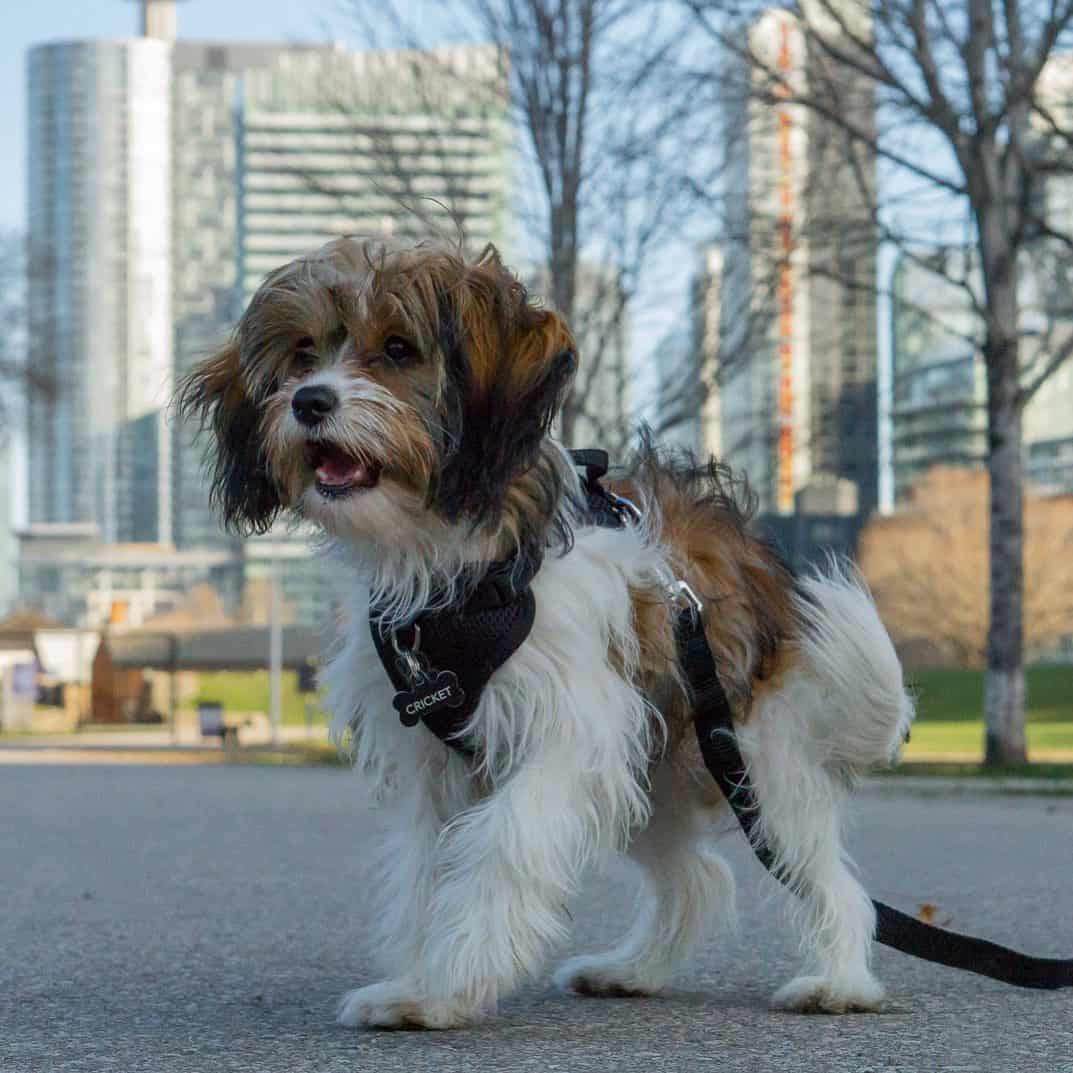 Crested Cavalier