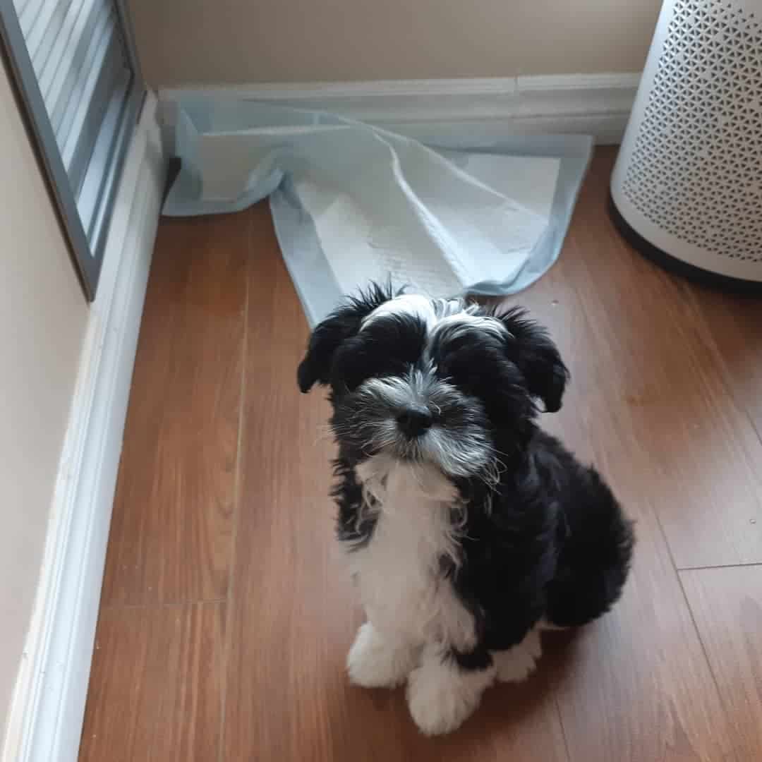 Crested Havanese sits on laminate flooring