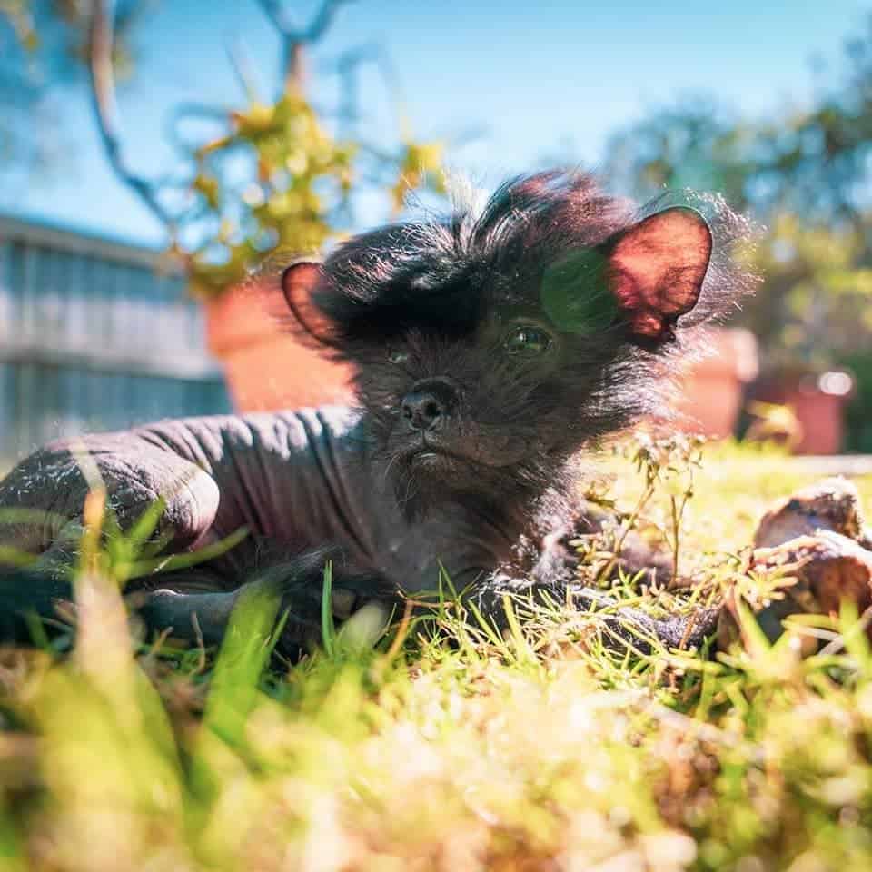 Crested Tzu dog in sunlight