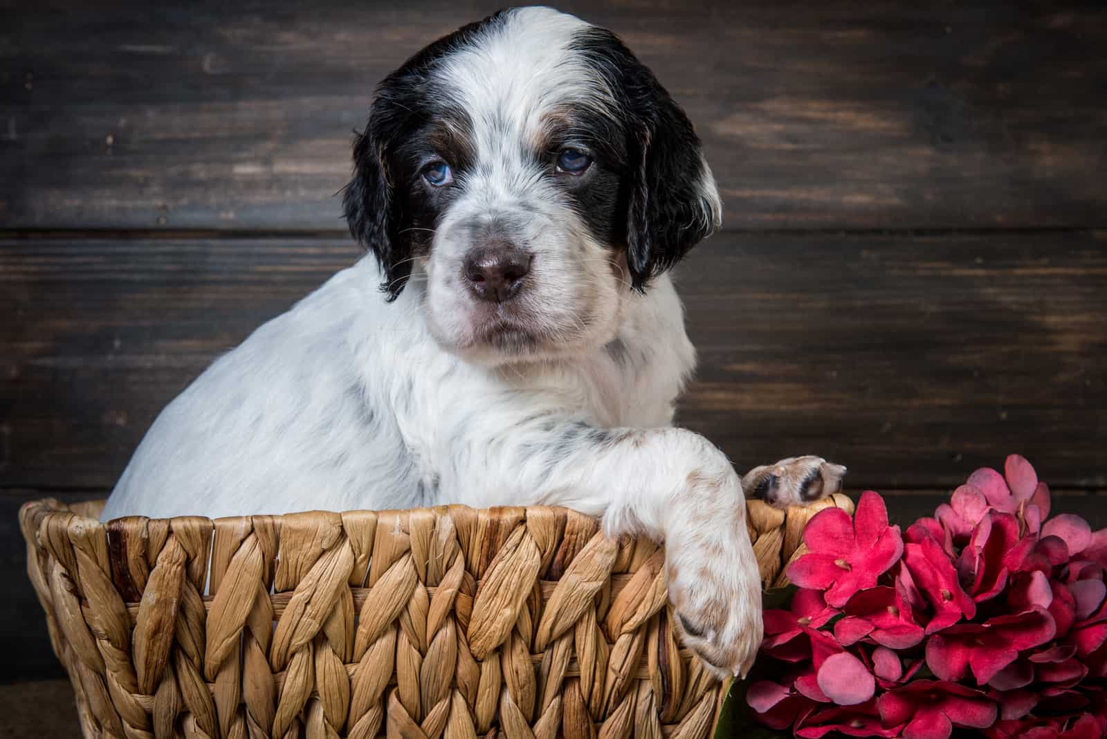 Cute English Setter puppy dog with blue eyes