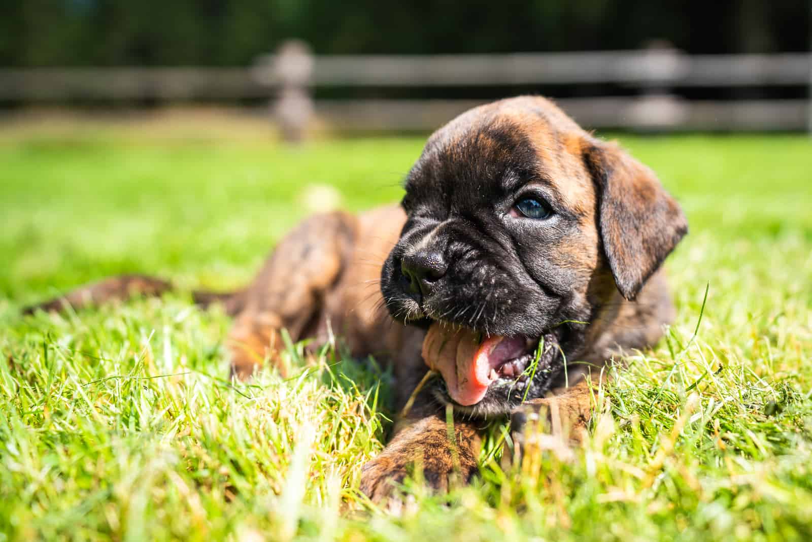 Cute boxer puppy on the green grass