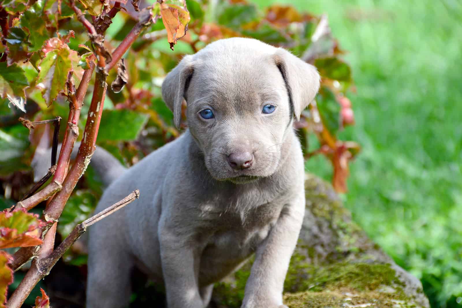 Cute weimaraner pup outside in the garden