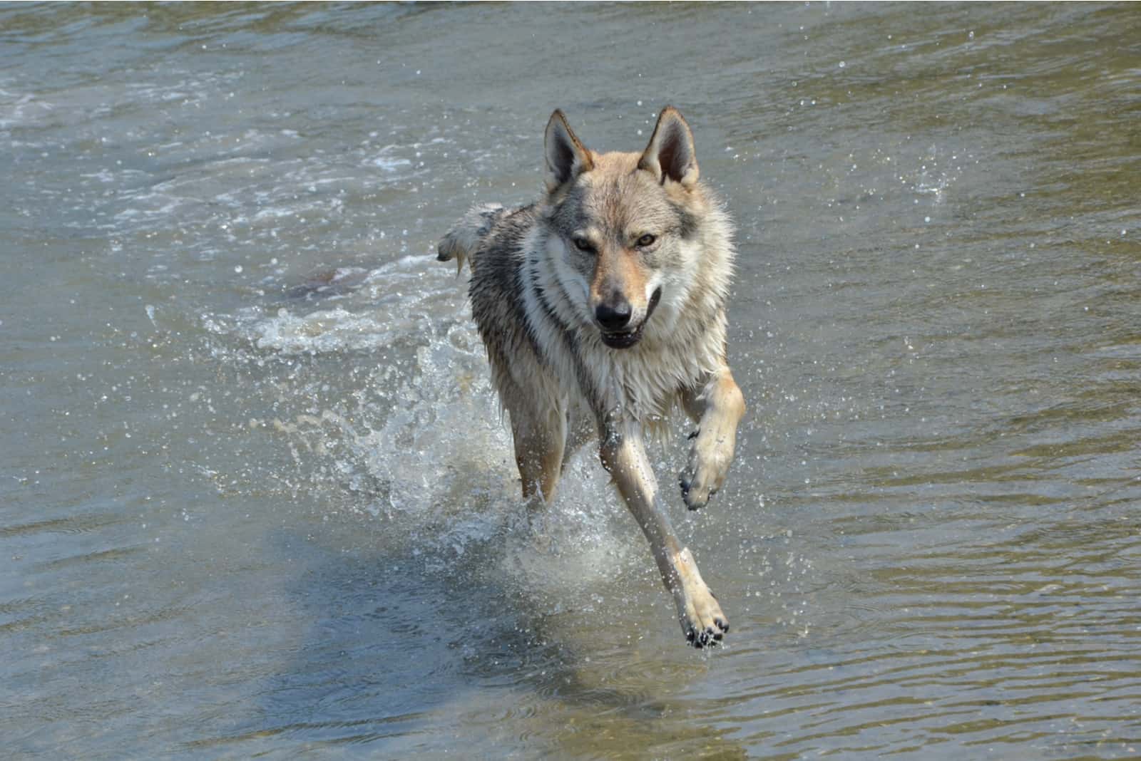 Czechoslovakian wolf runs on water