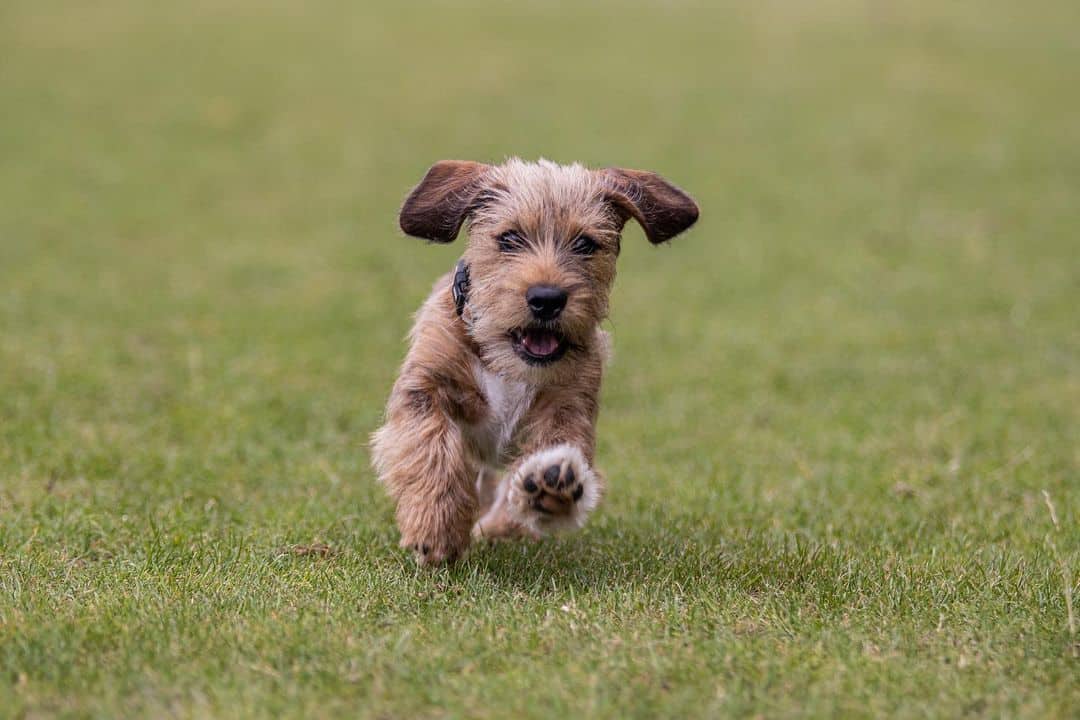 Dachshund Apso runs across the field