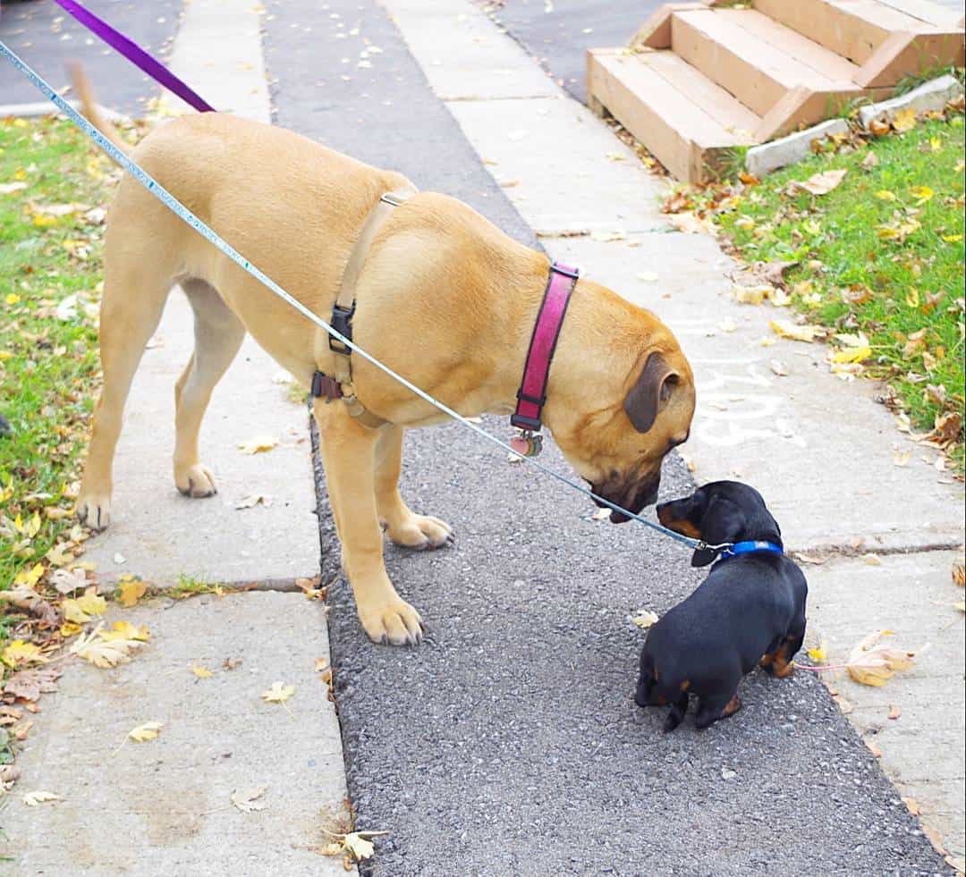 Dachshund & Mastiff