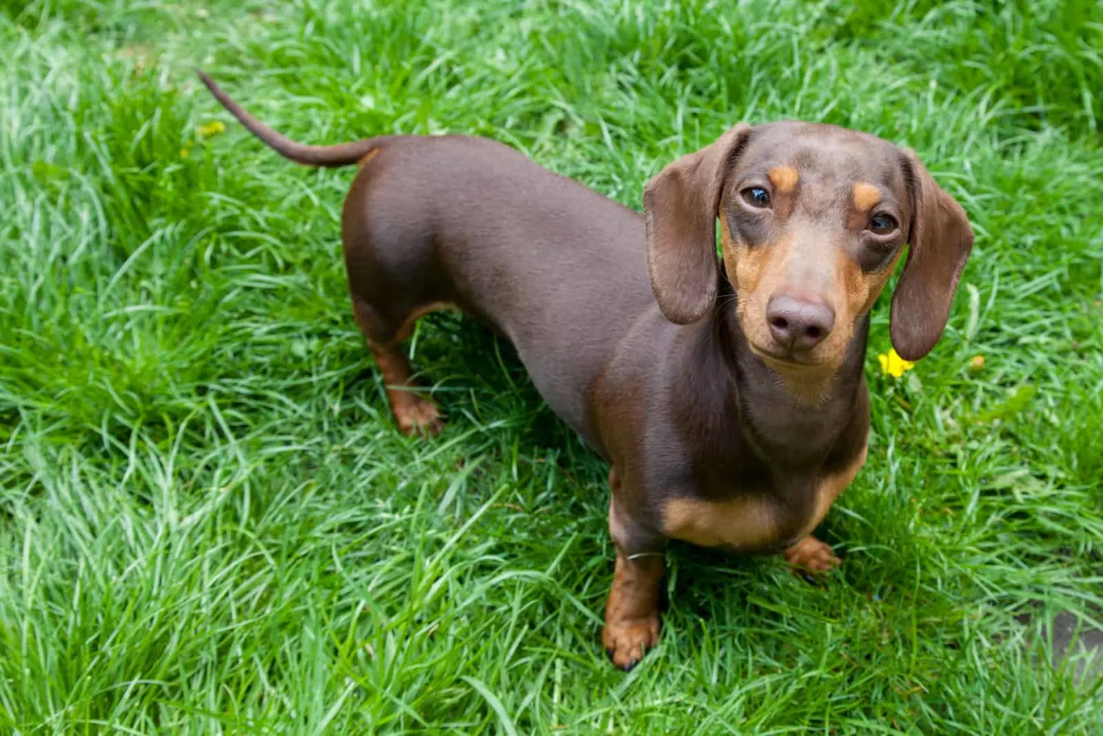 Dachshund is standing in the grass and looking at the camera