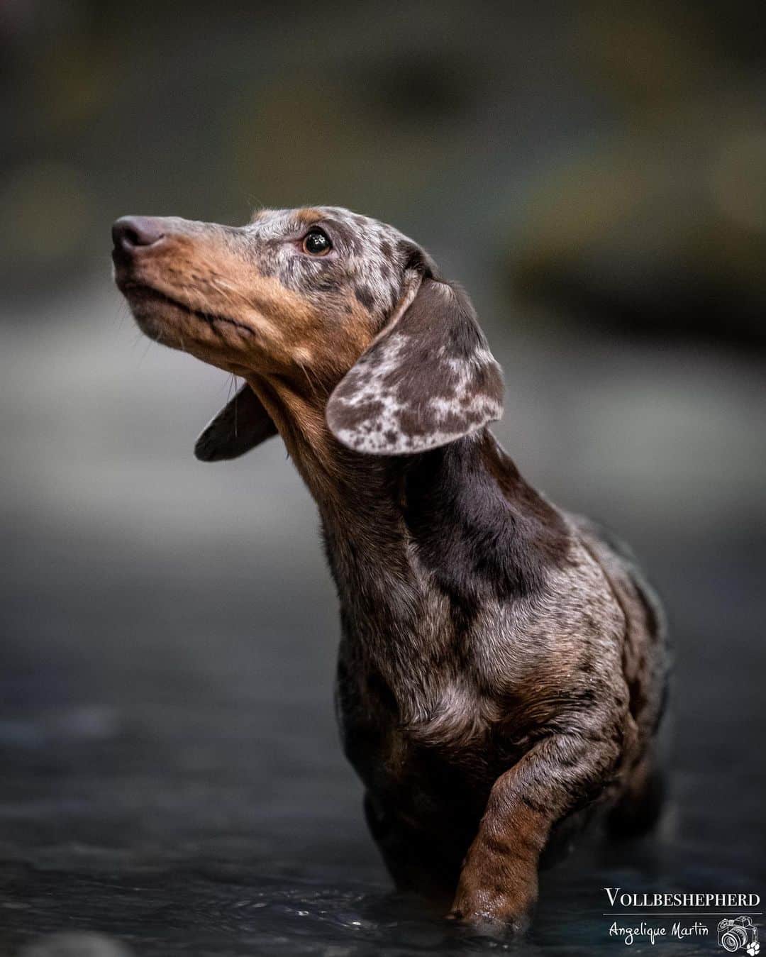 Dachshund