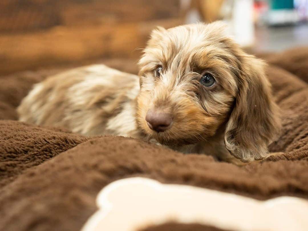 Dachvanese lies down and rests