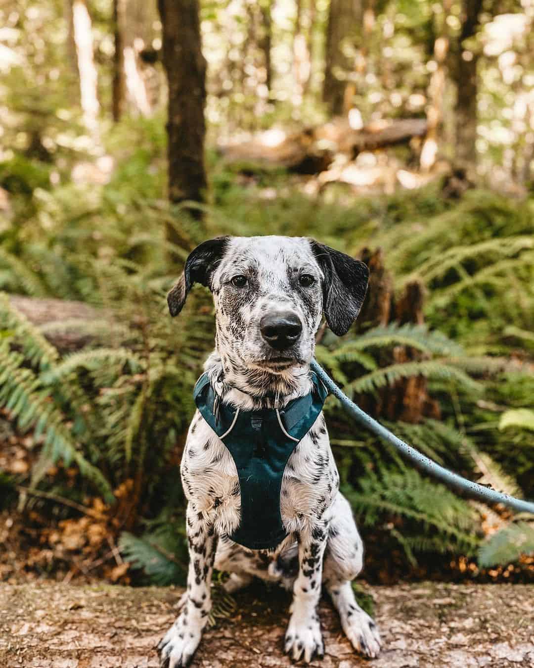 Dalmatian Heeler