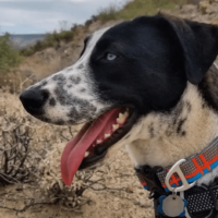 dalusky or dalmatian husky mix