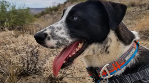 Dalmatian Husky Mix: Meet The Dalusky