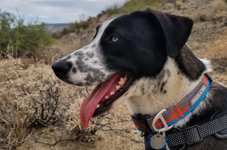 dalusky or dalmatian husky mix