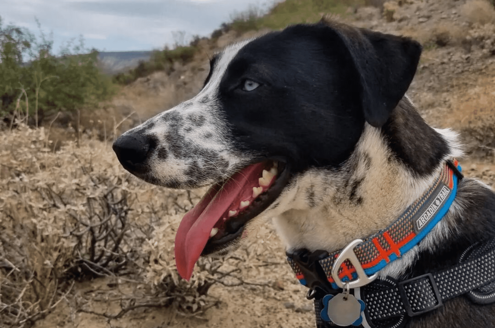 Dalmatian Husky Mix: Meet The Dalusky