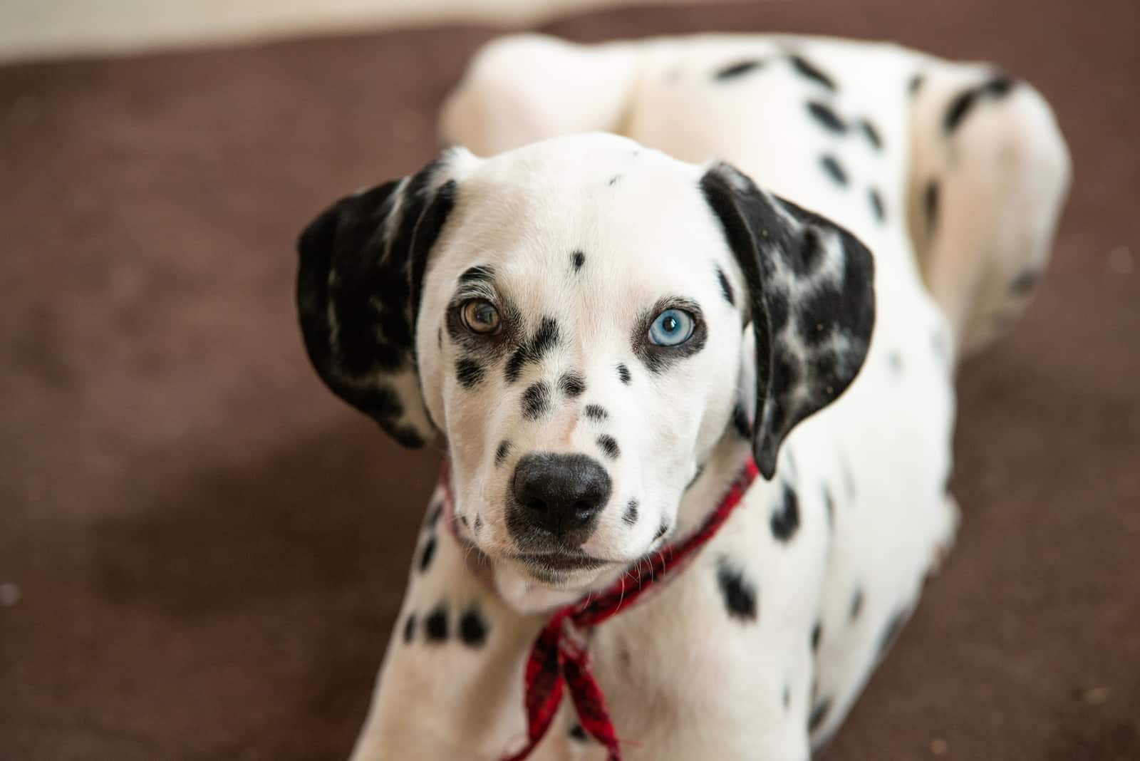 Dalmatian is lying down and looking at the camera
