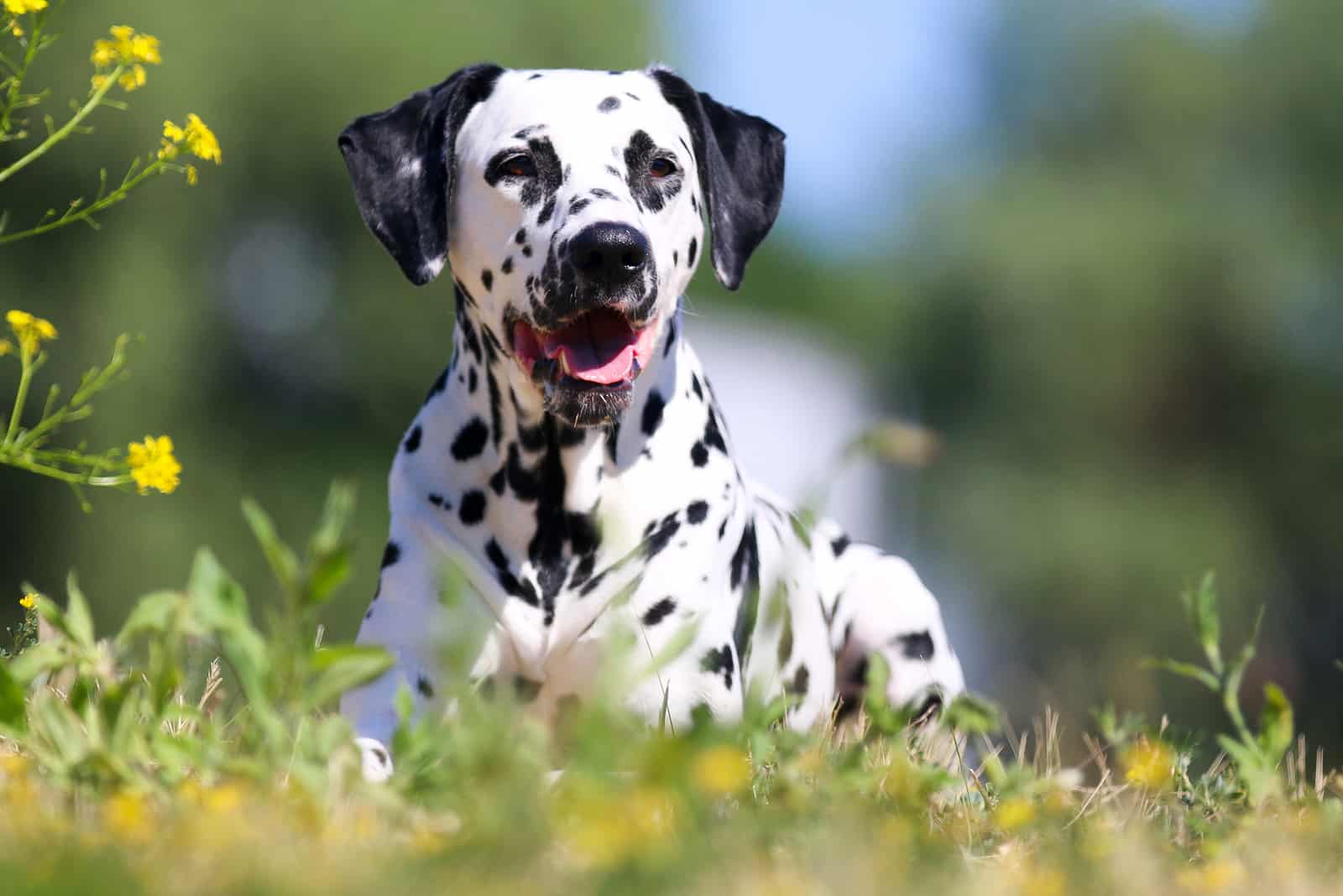 Dalmatian lies in the grass