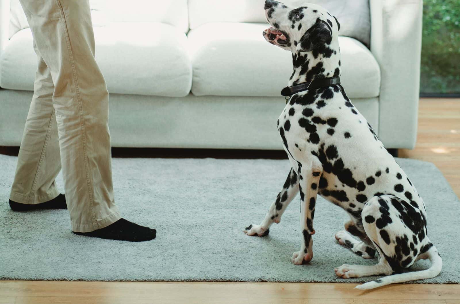 Dalmatian playing with owner