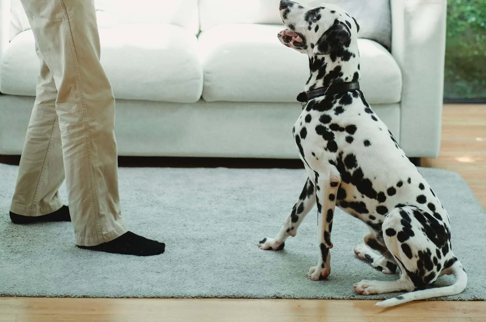 Dalmatian playing with owner