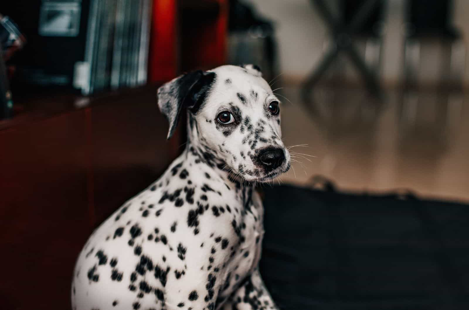 Dalmatian puppy