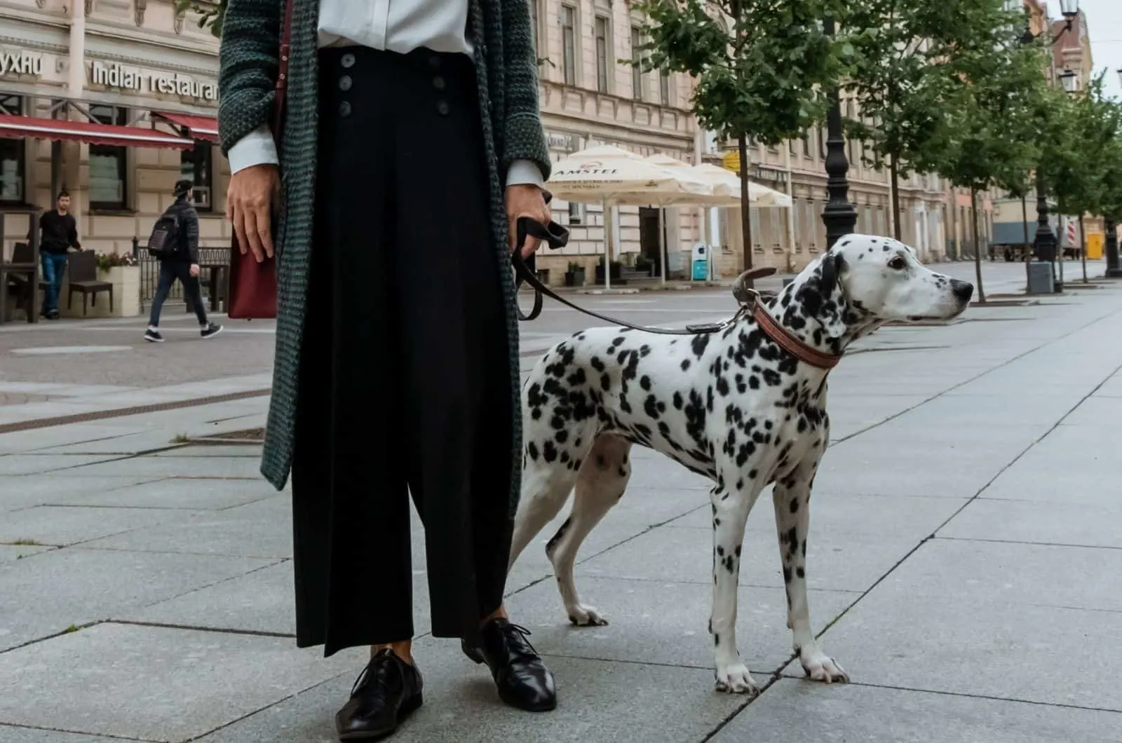 Dalmatian walking outside with owner