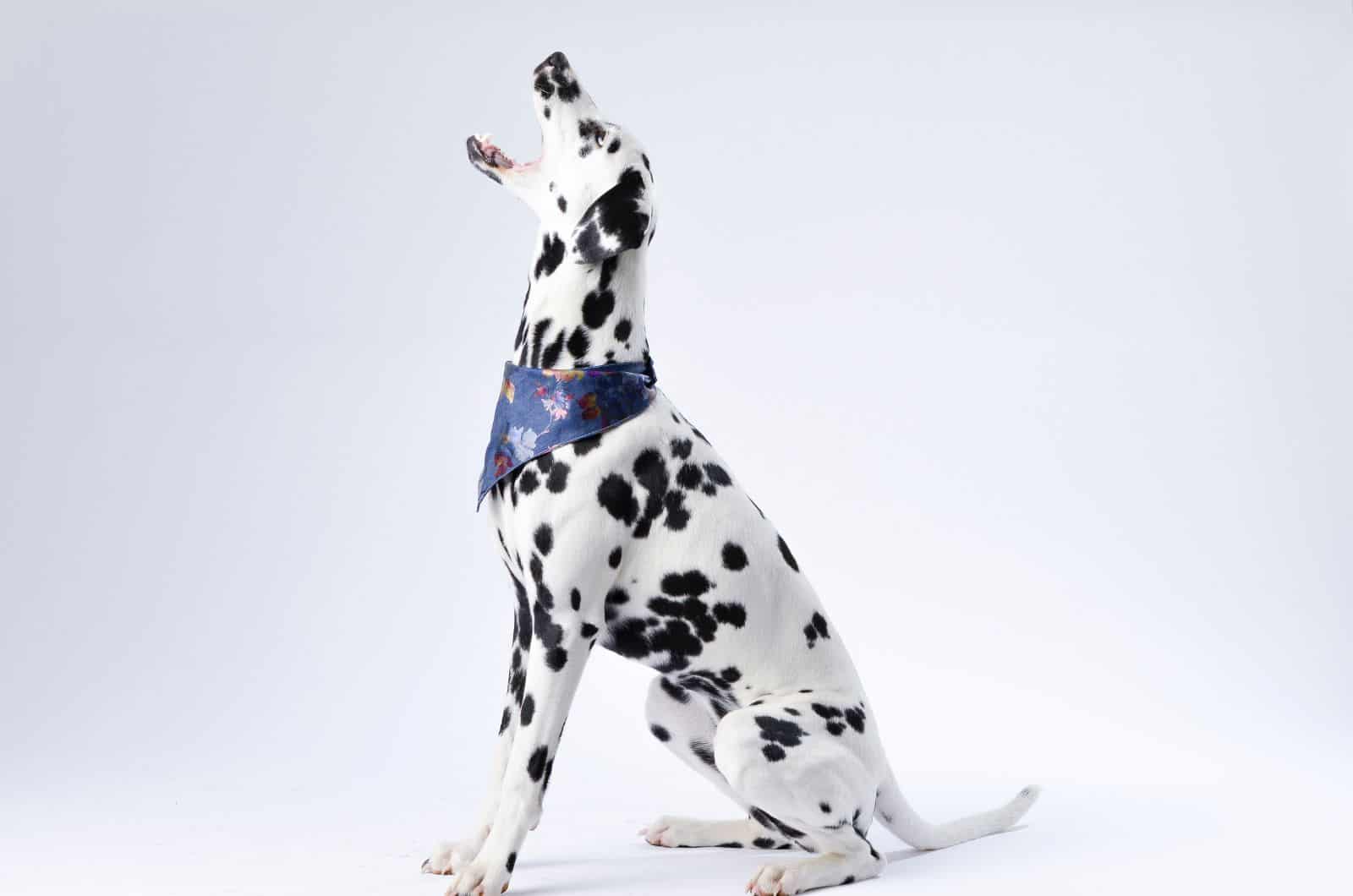 Dalmatian with white background