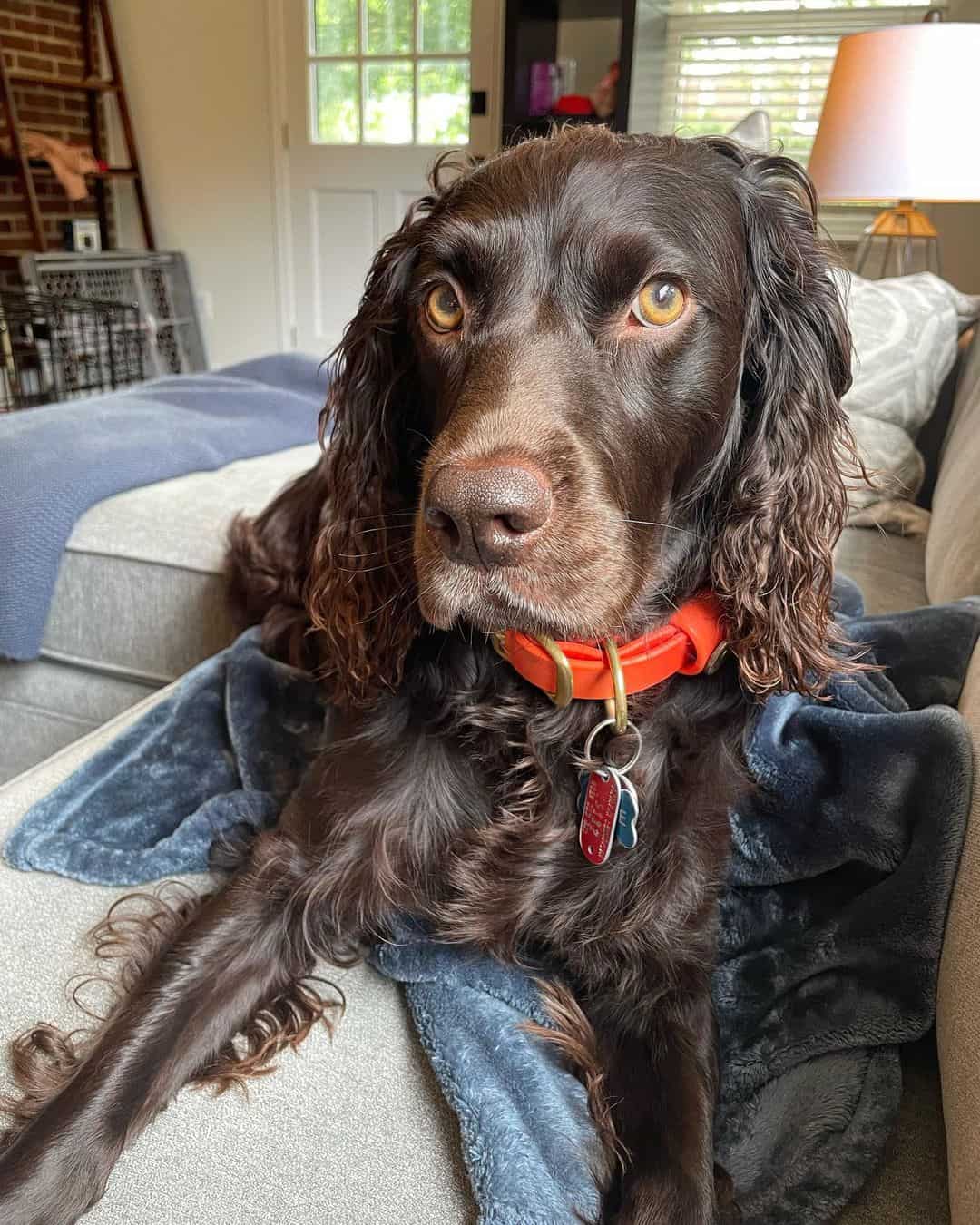 Dark Chocolate Boykin Spaniel