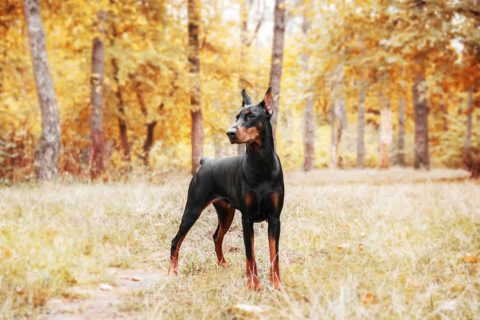 Doberman Pinscher in the forest