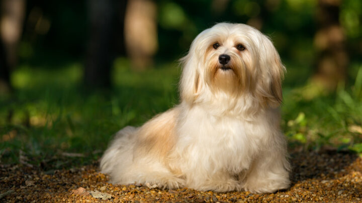 Dog Colors 101: An Introduction To Doggy Shades And Patterns